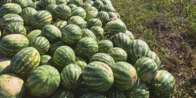 Productor local que vende sandías directamente del campo, en