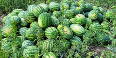 Productor local que vende sandías directamente del campo, en