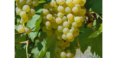 Vendo uvas blancas Frascati DOC Malvasia y Trebbiano certificadas,