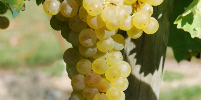 Vendo uvas blancas Frascati DOC Malvasia y Trebbiano certificadas,