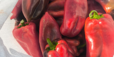 Ofrecemos pimiento rojo, variedad “Oreja de Elefante”, cantidad ilimitada.