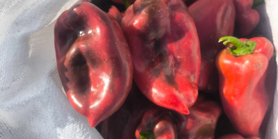 Ofrecemos pimiento rojo, variedad “Oreja de Elefante”, cantidad ilimitada.