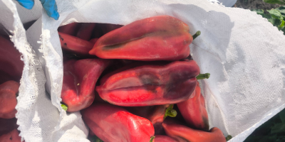 Ofrecemos pimiento rojo, variedad “Oreja de Elefante”, cantidad ilimitada.