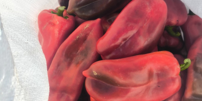 Ofrecemos pimiento rojo, variedad “Oreja de Elefante”, cantidad ilimitada.