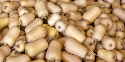 Calabacín butternut. Calidad superior, envío a todas partes.