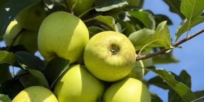 Manzanas de calidad 1, red delicious y golden delicious,