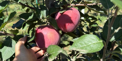 Manzanas de calidad 1, red delicious y golden delicious,