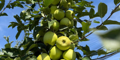 Manzanas de calidad 1, red delicious y golden delicious,