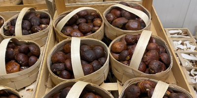 Setas silvestres, rebozuelos y boletus. Venta de rebozuelos y