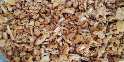 Setas silvestres, rebozuelos y boletus. Venta de rebozuelos y