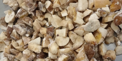 Setas silvestres, rebozuelos y boletus. Venta de rebozuelos y