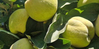 FIA GOGOT FRUIT, TRAE AL MERCADO UNA NUEVA FRUTA