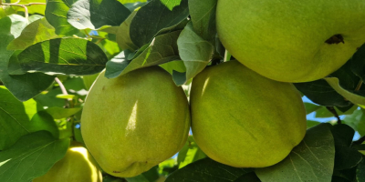 FIA GOGOT FRUIT, TRAE AL MERCADO UNA NUEVA FRUTA