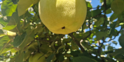FIA GOGOT FRUIT, TRAE AL MERCADO UNA NUEVA FRUTA