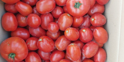 Vendo tomates industriales de las variedades Brixton, Miceno, Fabelix