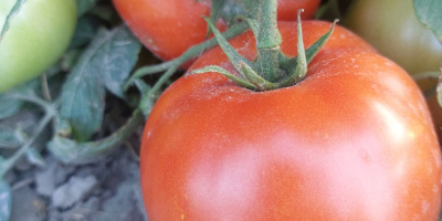 Vendo tomates industriales de las variedades Brixton, Miceno, Fabelix