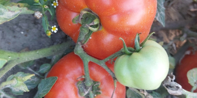 Vendo tomates industriales de las variedades Brixton, Miceno, Fabelix