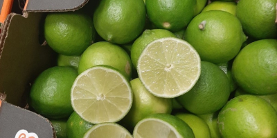 Product: Lime, Category II Sizes: 36, 42, 48, 54,