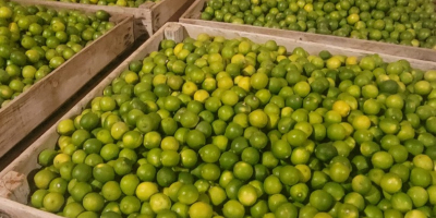 Product: Lime, Category II Sizes: 36, 42, 48, 54,
