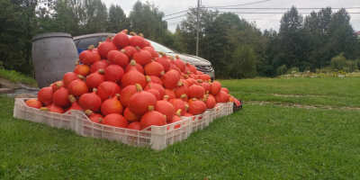 Vendo una calabaza Hokkaido recién cosechada de mi propia