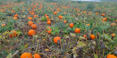 Hola. Vendo calabazas de Halloween de 1 a 3