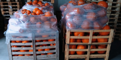 Hola. Vendo calabazas de Halloween de 1 a 3