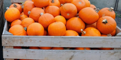Hola. Vendo calabazas de Halloween de 1 a 3
