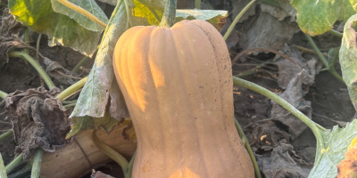 Vendo calabaza variedad Matilda, producción propia, 2025. • Cantidad