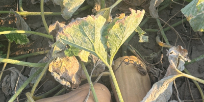 Vendo calabaza variedad Matilda, producción propia, 2025. • Cantidad