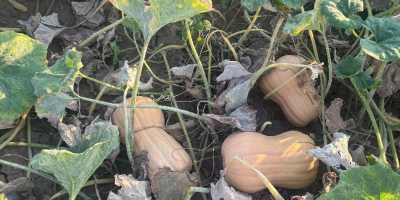 Vendo calabaza variedad Matilda, producción propia, 2025. • Cantidad