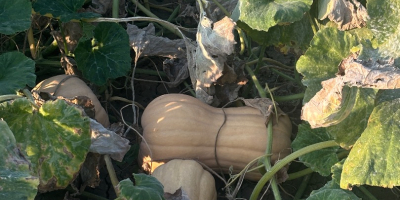 Vendo calabaza variedad Matilda, producción propia, 2025. • Cantidad