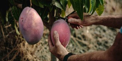Mango ecológico cultivado en la Costa Tropical de Granada