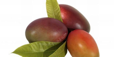 Mango ecológico cultivado en la Costa Tropical de Granada