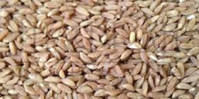 Cultivamos cultivos orgánicos con certificación Bio-Biosuisse y semillas oleaginosas