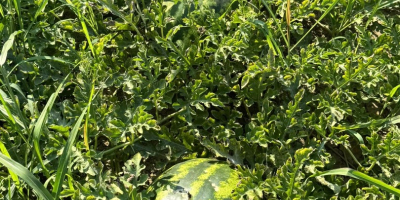 Melones frescos, productor local, vendidos directamente del campo, campo