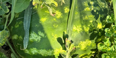 Melones frescos, productor local, vendidos directamente del campo, campo