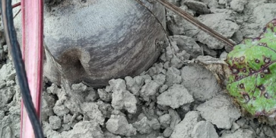 Vendo remolacha, variedad Monty, con certificación orgánica, por toneladas,