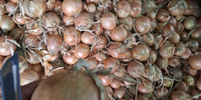 Vendo cebollas aptas para bolsas, con cuello fino, piel