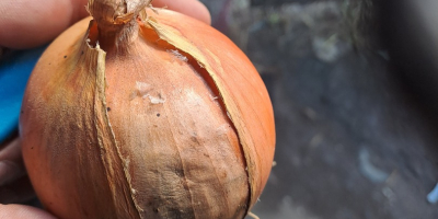 Vendo cebollas aptas para bolsas, con cuello fino, piel