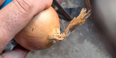 Vendo cebollas aptas para bolsas, con cuello fino, piel
