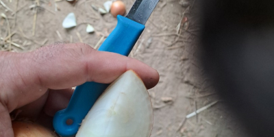 Vendo cebollas aptas para bolsas, con cuello fino, piel