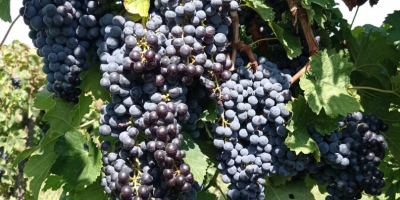 Uvas de vino. Merlot, Malvasía, Trebbiano Toscano. Zona de