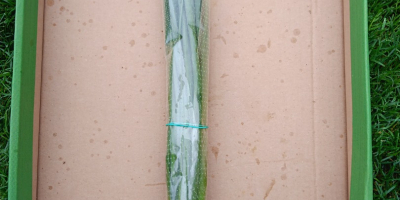 Vendo cebolletas y cebollas, cosas bonitas y limpias.
