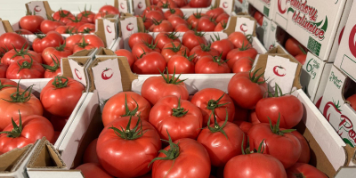 ¡Hola! Tomate Frambuesa 2B/3B/4B. Cantidades completas. ¡Nos enfocamos en