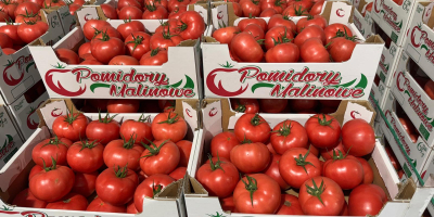¡Hola! Tomate Frambuesa 2B/3B/4B. Cantidades completas. ¡Nos enfocamos en