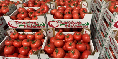 ¡Hola! Tomate Frambuesa 2B/3B/4B. Cantidades completas. ¡Nos enfocamos en