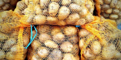 Venderé papas Denar de mi propio cultivo sin fertilizantes