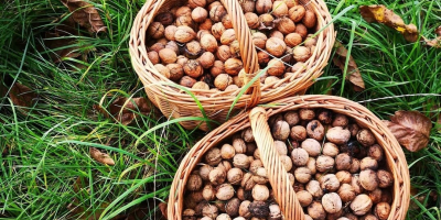 Hola, vendo nueces orgánicas de la huerta. También tengo