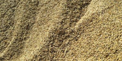 Hola, vendo avena de mi propio huerto. No usé