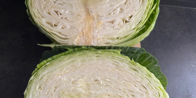 Variedad Terminator. Repollo blanco, por favor.